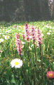 Flowers found above Thunder Lake - link