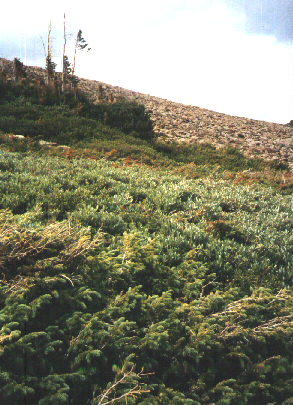 Another treeline image .jpg