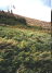 tree line