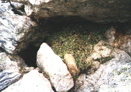 Pika nest .jpg