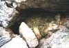 Pika Nest