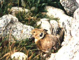 Pika.jpg
