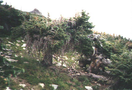 Interesting tree at about 11,000 feet, treeline .jpg