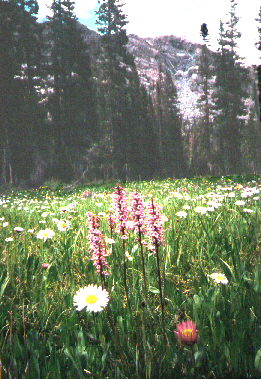 A meadow above Thunder lake .jpg