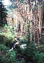 the stream above bridal veil falls